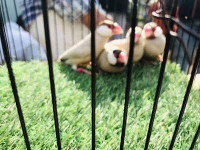 Fawn java, Budgies, Boxes, Handi, Incubator, Brooder