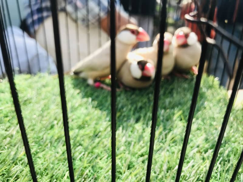 Fawn java, Budgies, Boxes, Handi, Incubator, Brooder 0