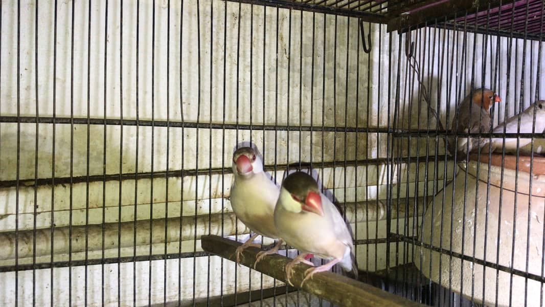 Fawn java, Budgies, Boxes, Handi, Incubator, Brooder 1