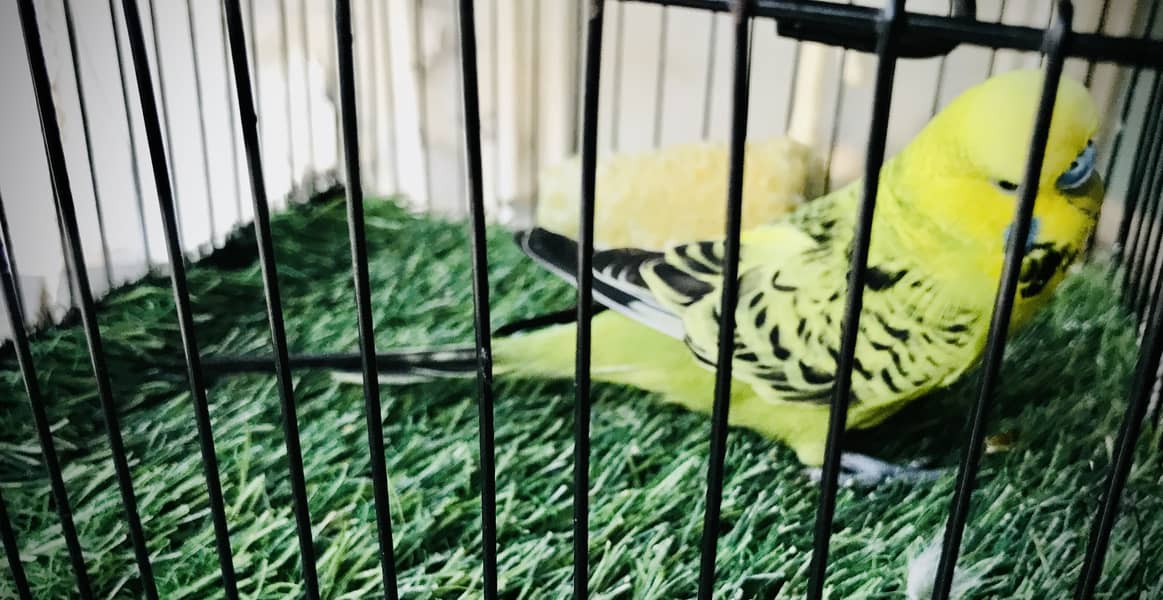 Fawn java, Budgies, Boxes, Handi, Incubator, Brooder 2