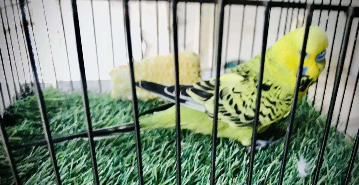 Fawn java, Budgies, Boxes, Handi, Incubator, Brooder 3