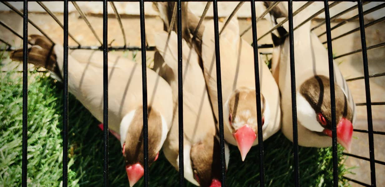 Fawn java, Budgies, Boxes, Handi, Incubator, Brooder 4