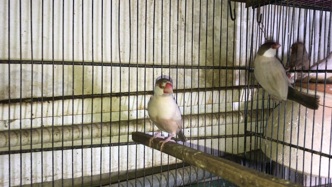 Fawn java, Budgies, Boxes, Handi, Incubator, Brooder 5