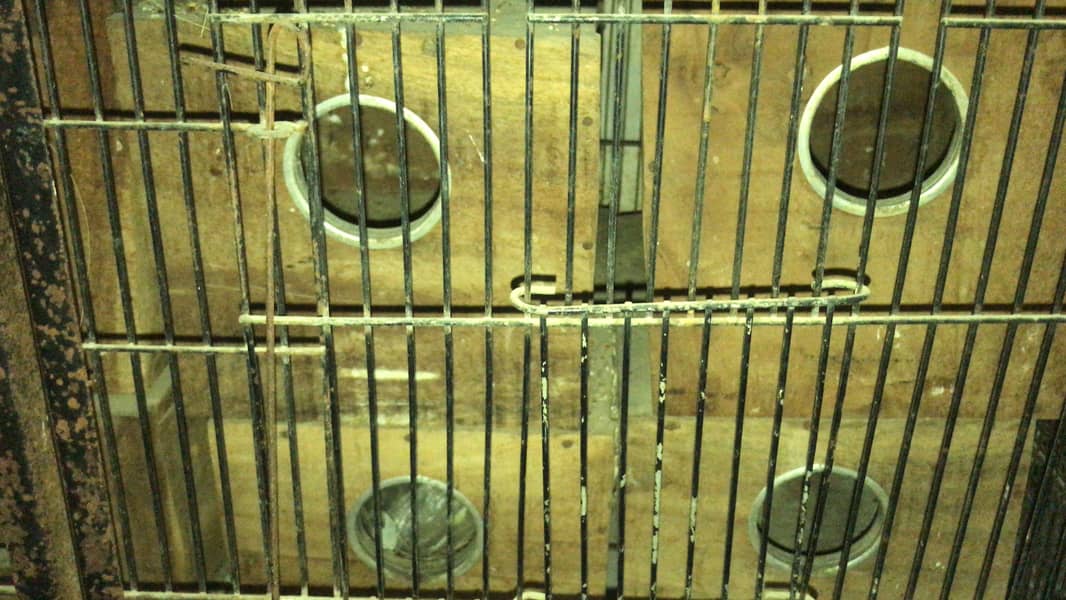 Fawn java, Budgies, Boxes, Handi, Incubator, Brooder 6