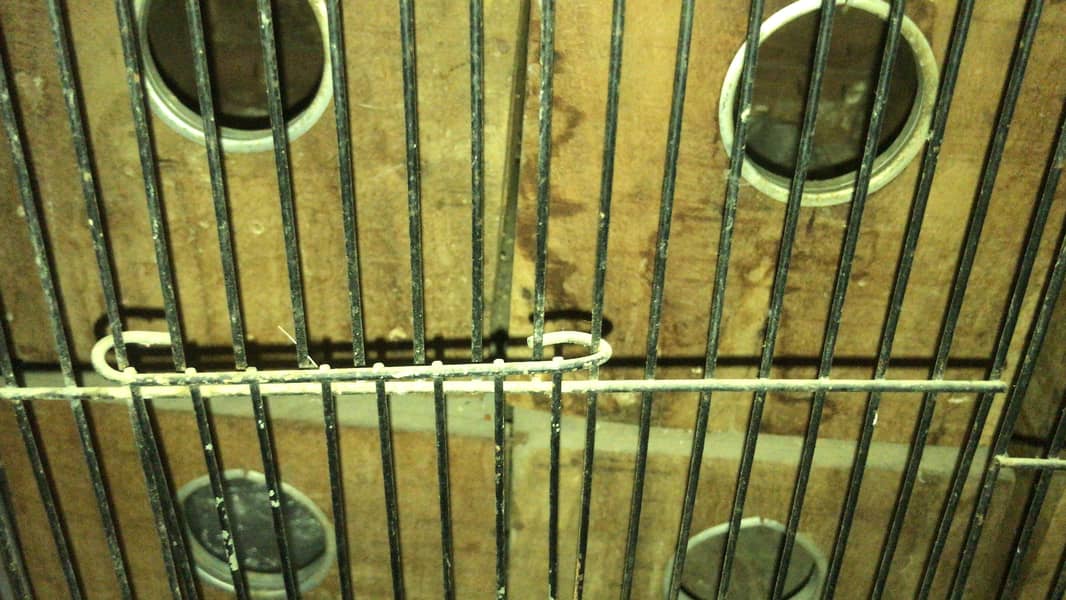 Fawn java, Budgies, Boxes, Handi, Incubator, Brooder 7