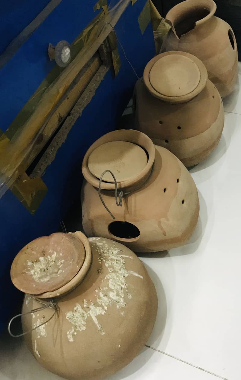 Fawn java, Budgies, Boxes, Handi, Incubator, Brooder 8