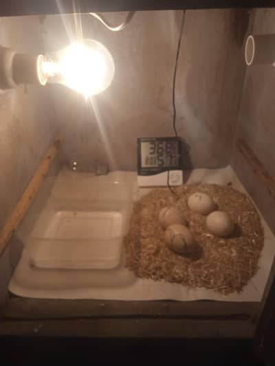 50 100 eggs incubator available in low price