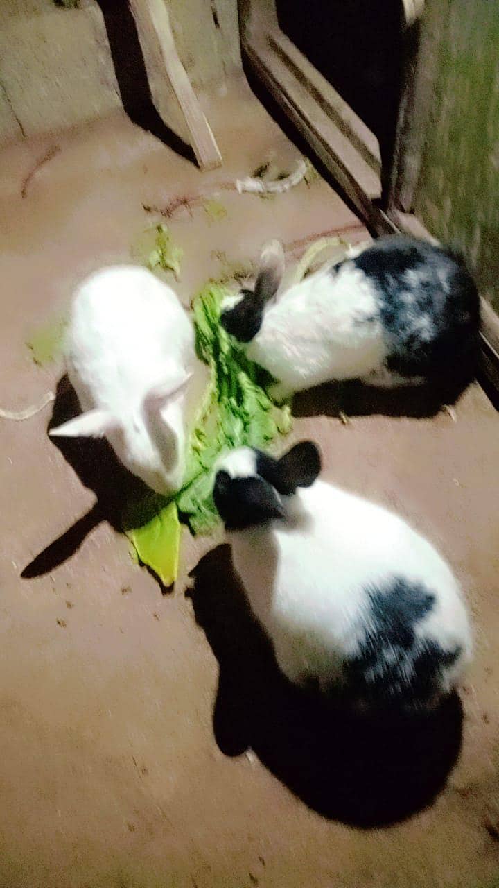 Rabbits 1