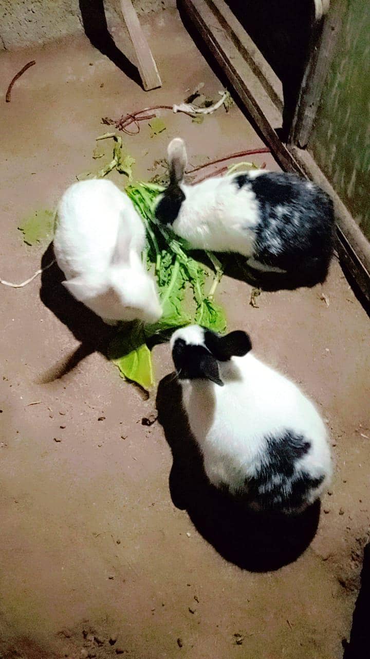 Rabbits 2