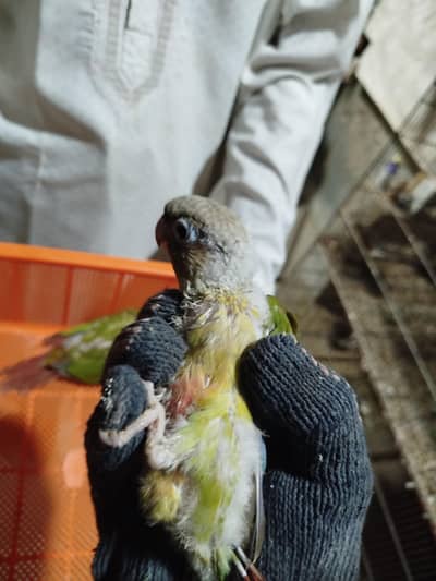 pineappl conure chicks avalible for sale