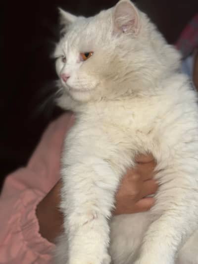 Triple coded Male Persian cat healthy and friendly