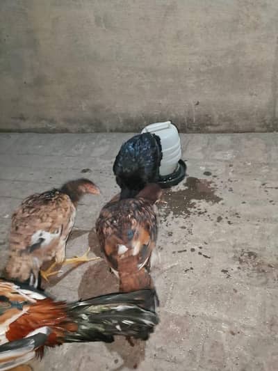 aseel pathy or murgia for sale