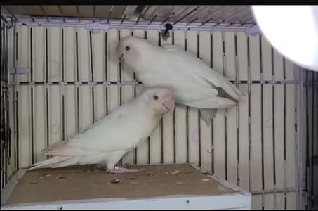 Lovebirds and cockatiels for Sale