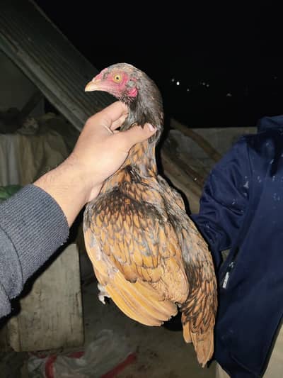 High Quality Aseel Pathi For Sale