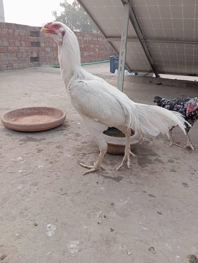 Hera assal shamo Cross