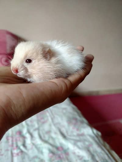 long hair syrian hamsters babies