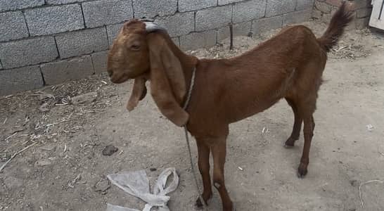 Pure Beetal Bakri Available