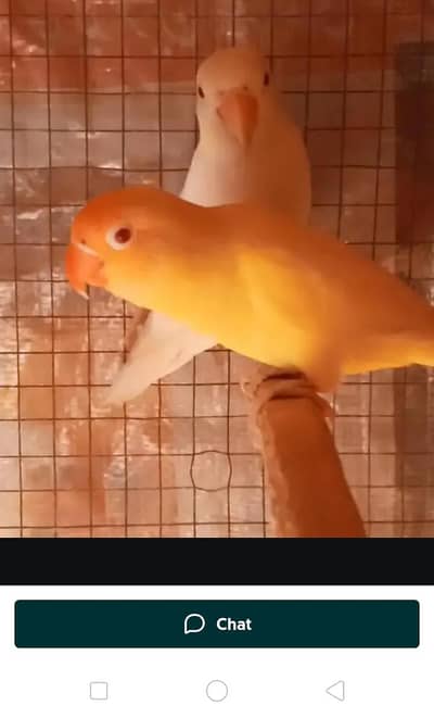 Love bird breeder pair for sale or exchange possible