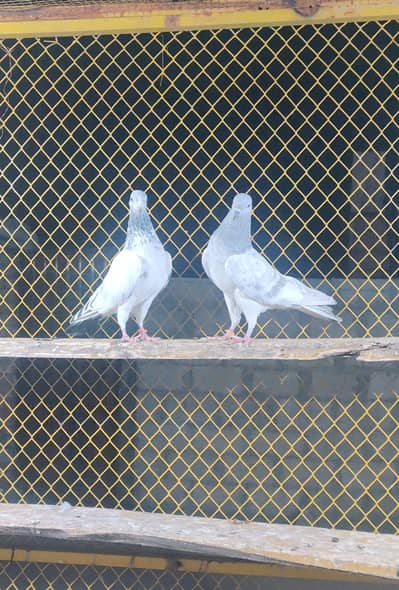 Mix Pigeons | Kabootar | white | کبوتر | Mix Pigeons For sale