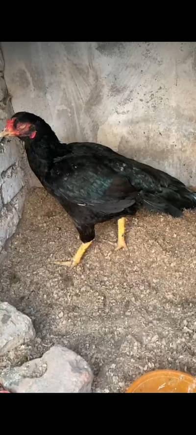 old blood muski or pure maiwali cheeni