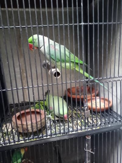 raw pair  all OK pair hia cargo avelebal