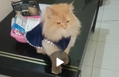 Neutered Persian Male Cat