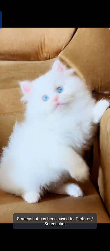 Persian cat for sale male female vaccine clear 0319=71=87=068=