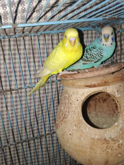 Breeder pairs for sale