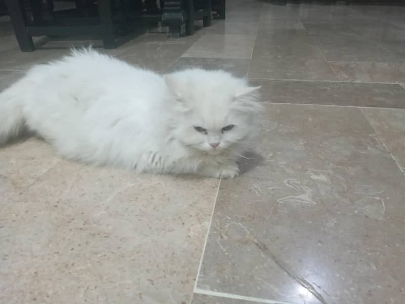 Persian 0