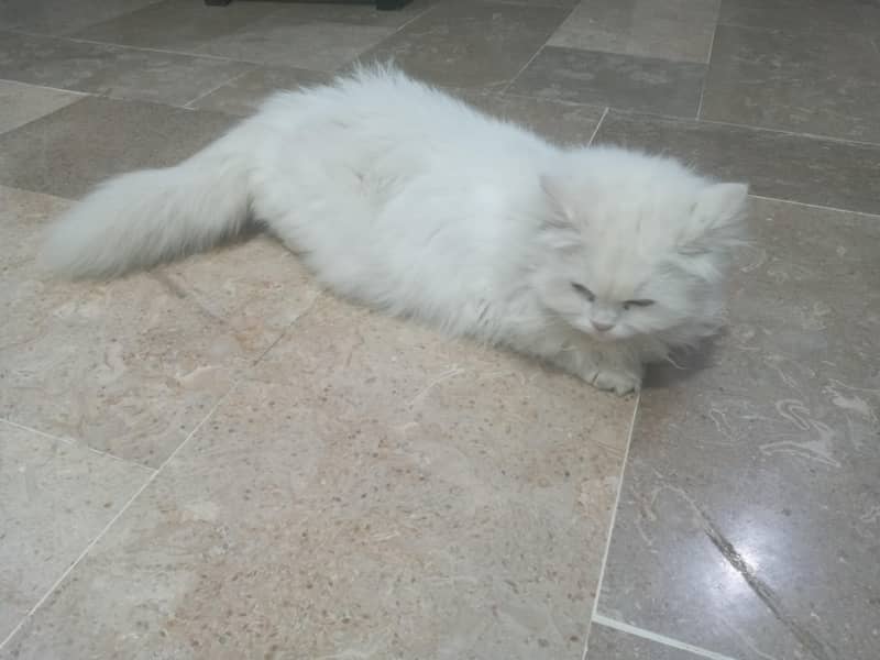 Persian 1