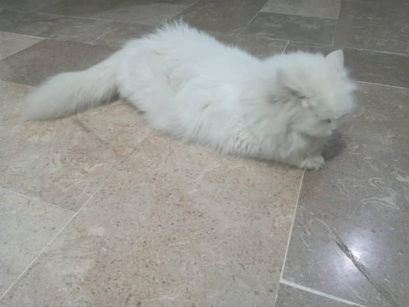 Persian 2