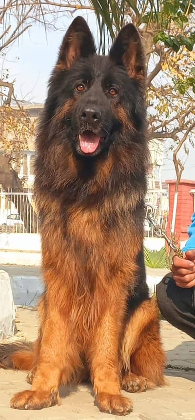 pedigree Highclass German shepherd female