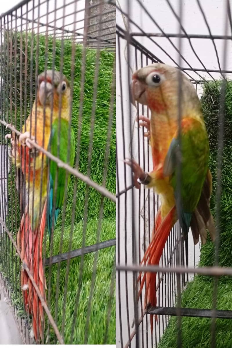 conure 0
