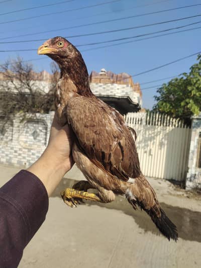 Aseel Murghi for sale high quality