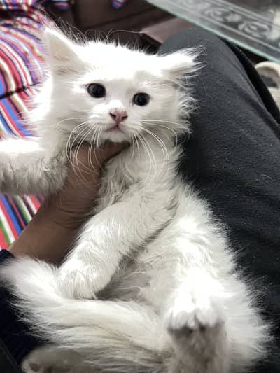 Persion triple coted kittens