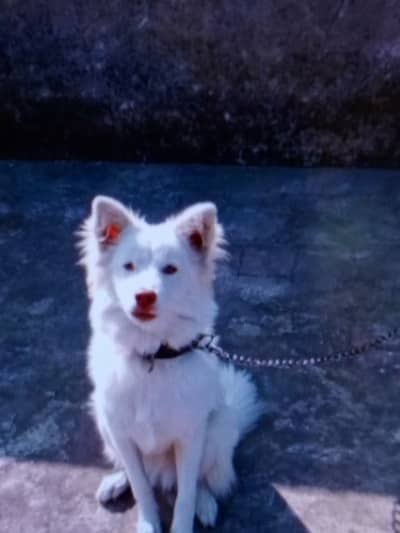 Original Russian Spitz non pedigree