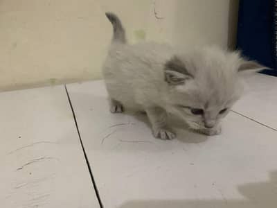 cats male female both