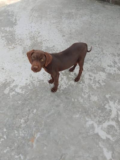 Pointer Dog For Sale - Shikar aur Ghar ke liye Best