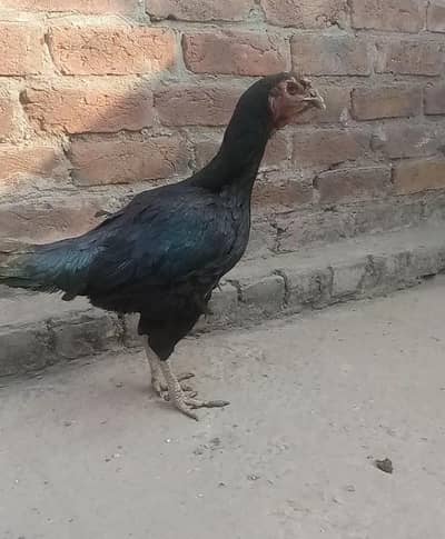 Thai Breeder Madi 03231438578