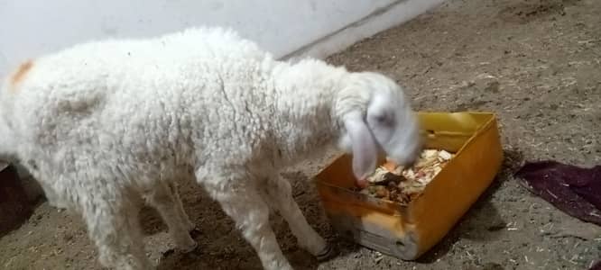 Dumba for sale ready to Eid  Age 5.6 month