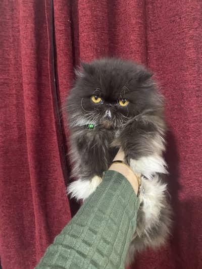 Piki punch face female