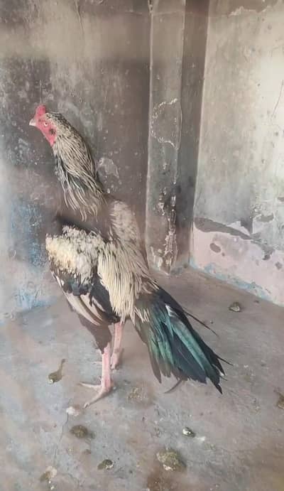 aseel male for breeding full young breeder male
