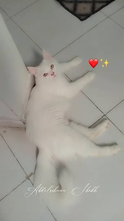 White Persian Triple Coated Vaccinated