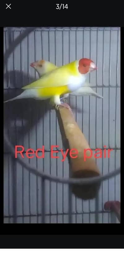 lady Gouldian and exotic finches