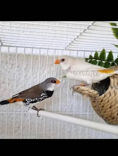 lady Gouldian and exotic finches
