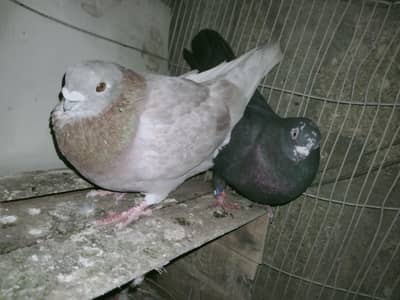 (6) babyes 25 Male female