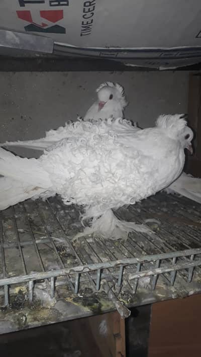 Frill back full Top quality exchange possible detail more. . . .