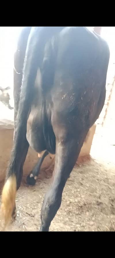 vlaitan cow milk 9kg urgent sale
