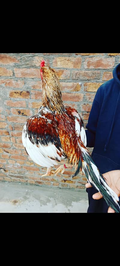 High quality breeder