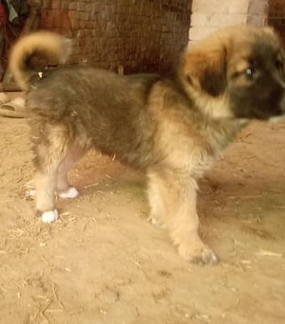 my Nambar only watsap 03433509789